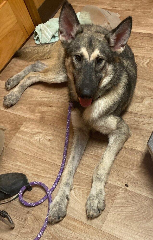 Enlarge Alfredo, a Adoptable mixed breed in Brookshire, TX image 2/5