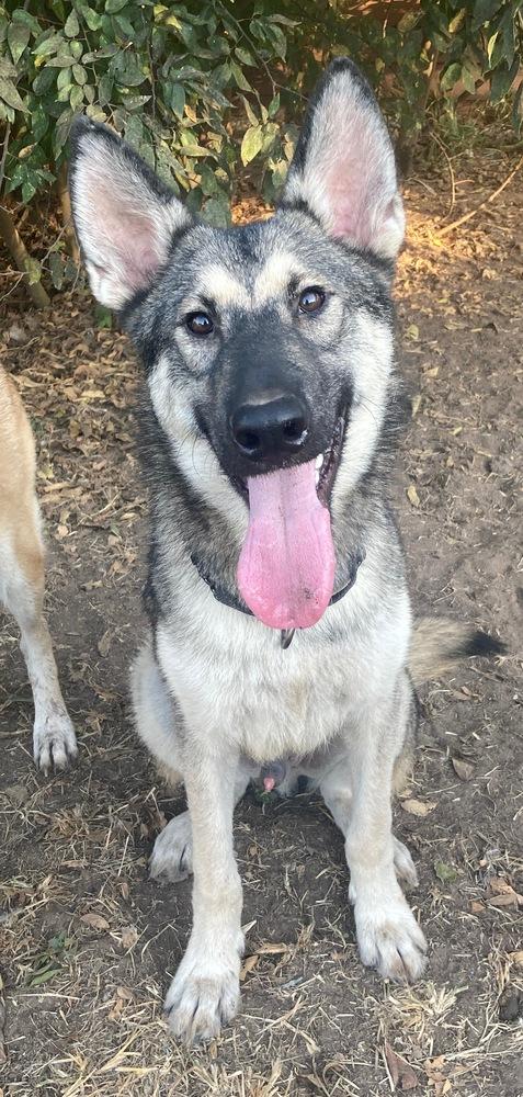 Enlarge Alfredo, a Adoptable mixed breed in Brookshire, TX image 3/5