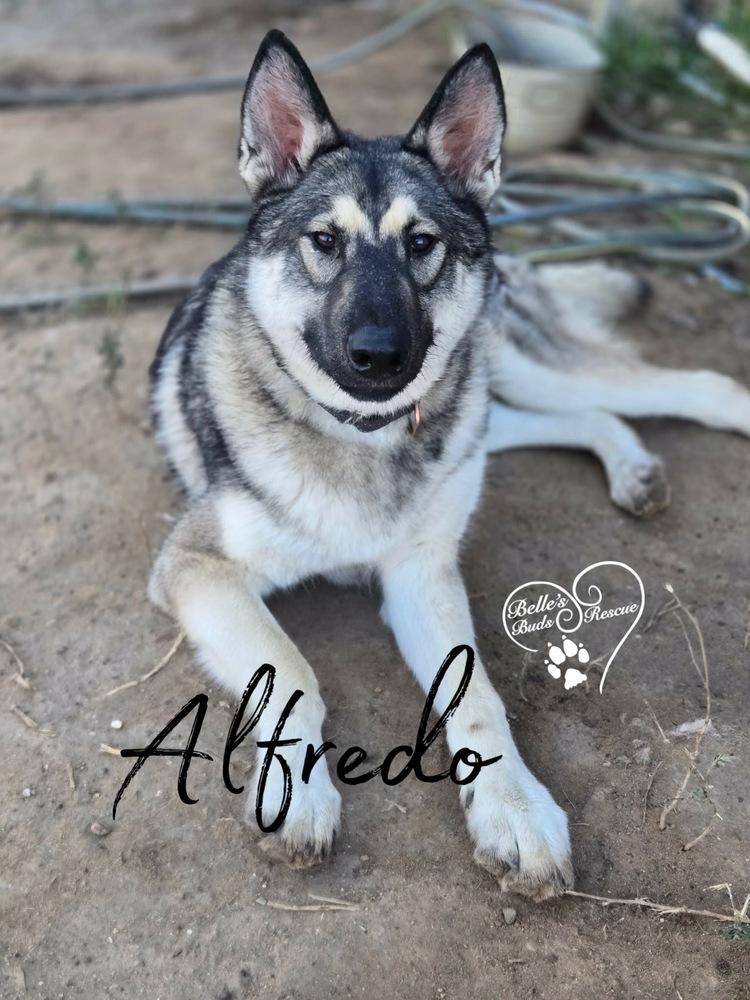Enlarge Alfredo, a Adoptable mixed breed in Brookshire, TX image 4/5