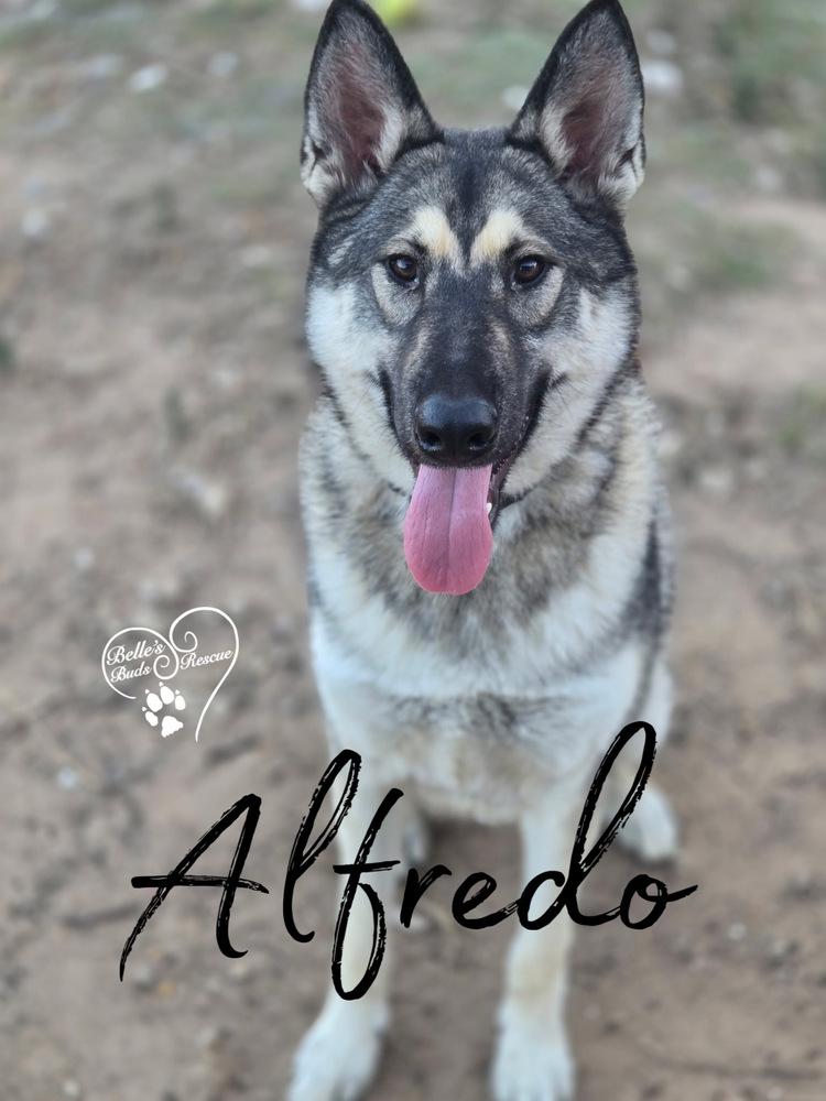 Enlarge Alfredo, a Adoptable mixed breed in Brookshire, TX image 5/5