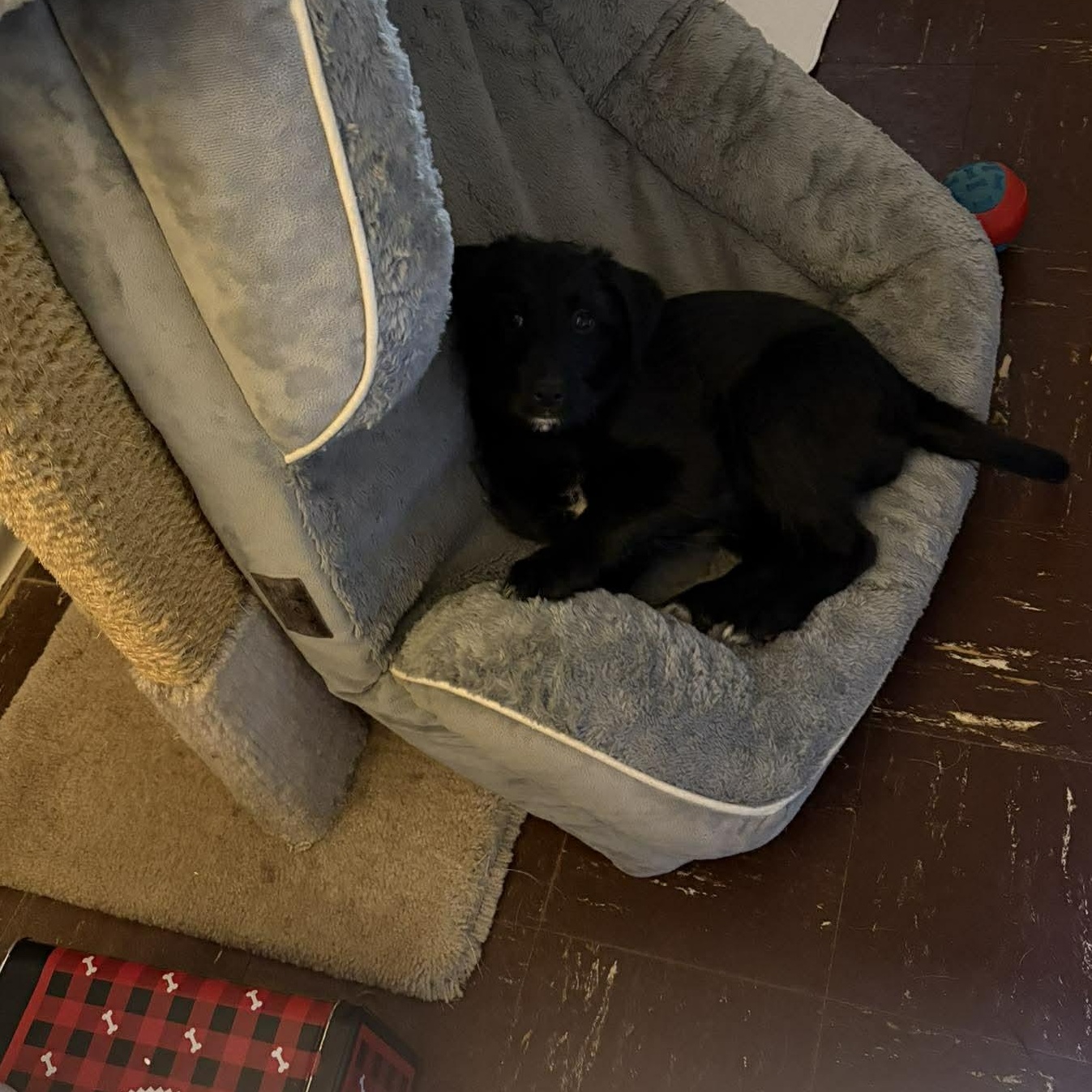 Paisley, an adopted mixed breed in Rochester, NY image 5/6