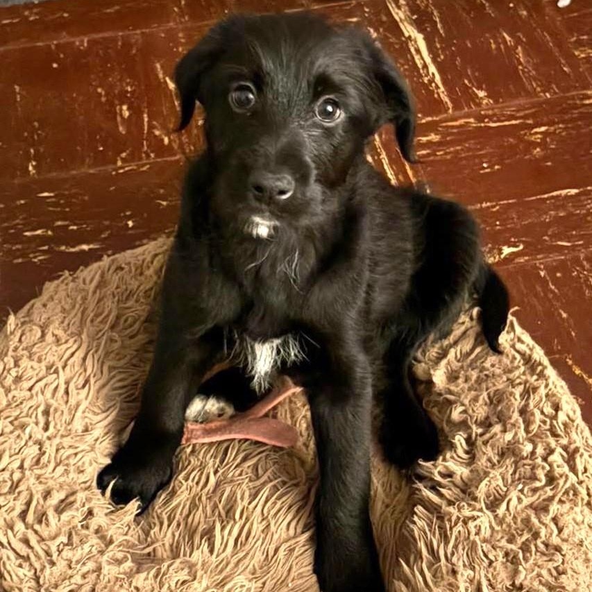 Paisley, adoptable, Puppy Female Labradoodle & Hound.