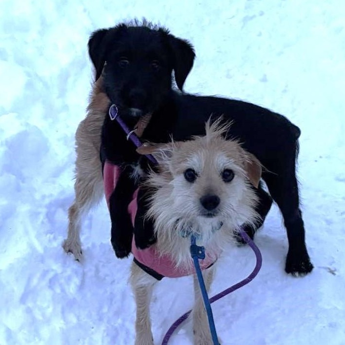 Paisley, an adopted mixed breed in Rochester, NY image 3/6