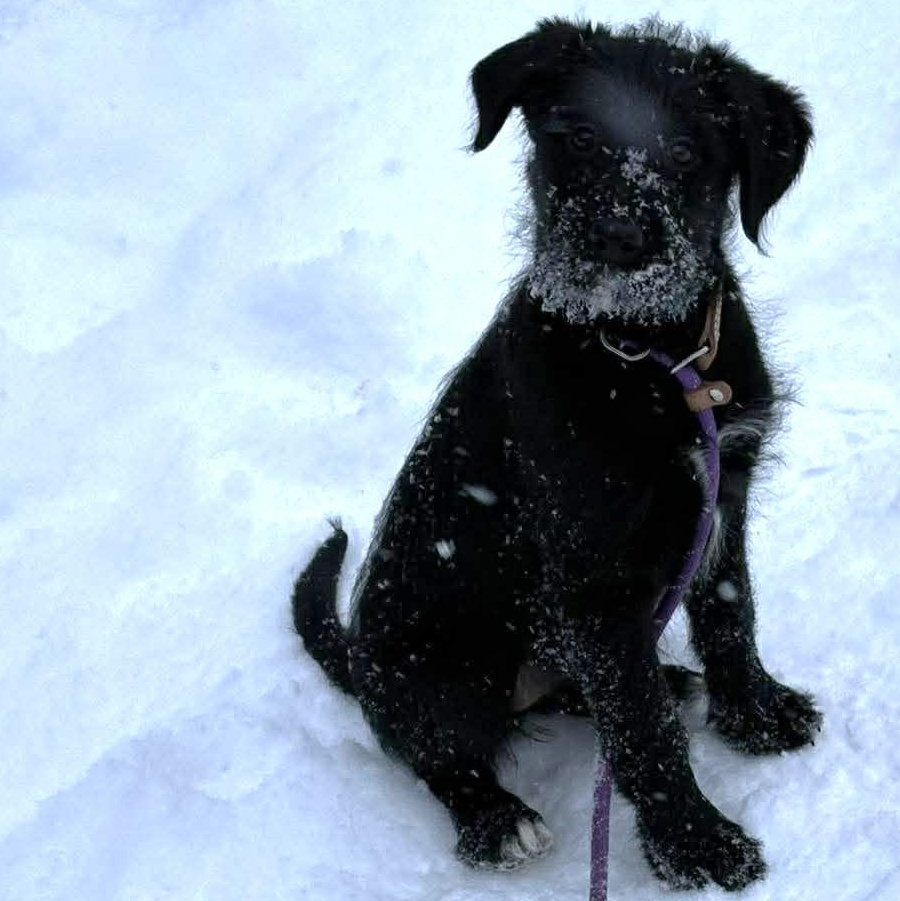 Paisley, an adopted mixed breed in Rochester, NY image 2/6