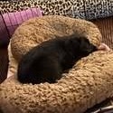 Paisley, an adopted mixed breed in Rochester, NY image 4/6