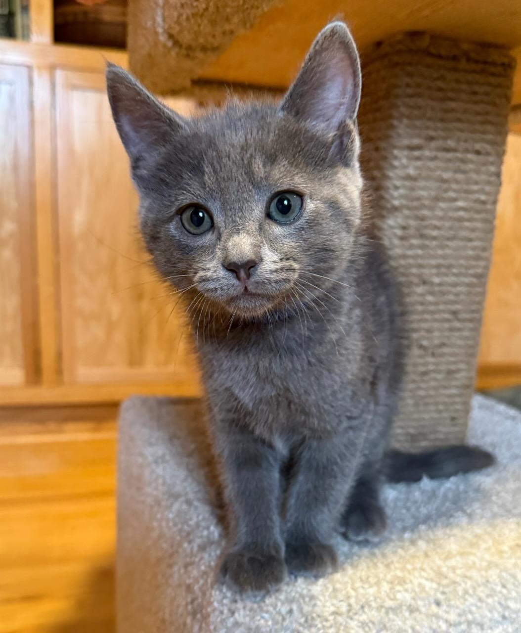 Enlarge Chips Ahoy!, a ADOPTABLE Domestic Short Hair in Buena Vista, VA image 1/1