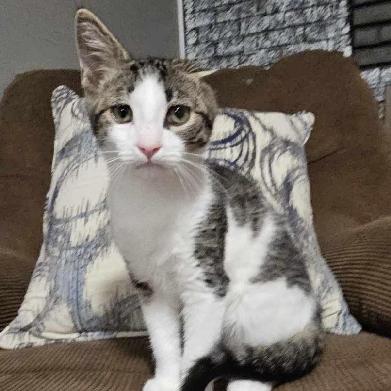 Enlarge George 2, a Adoptable Domestic Short Hair in Winchester, VA image 1/6