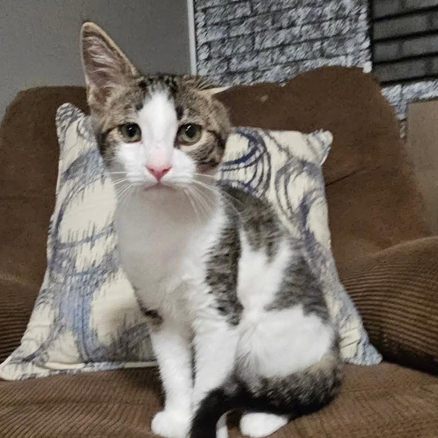 George 2, a Adoptable Domestic Short Hair in Winchester, VA image 2/6