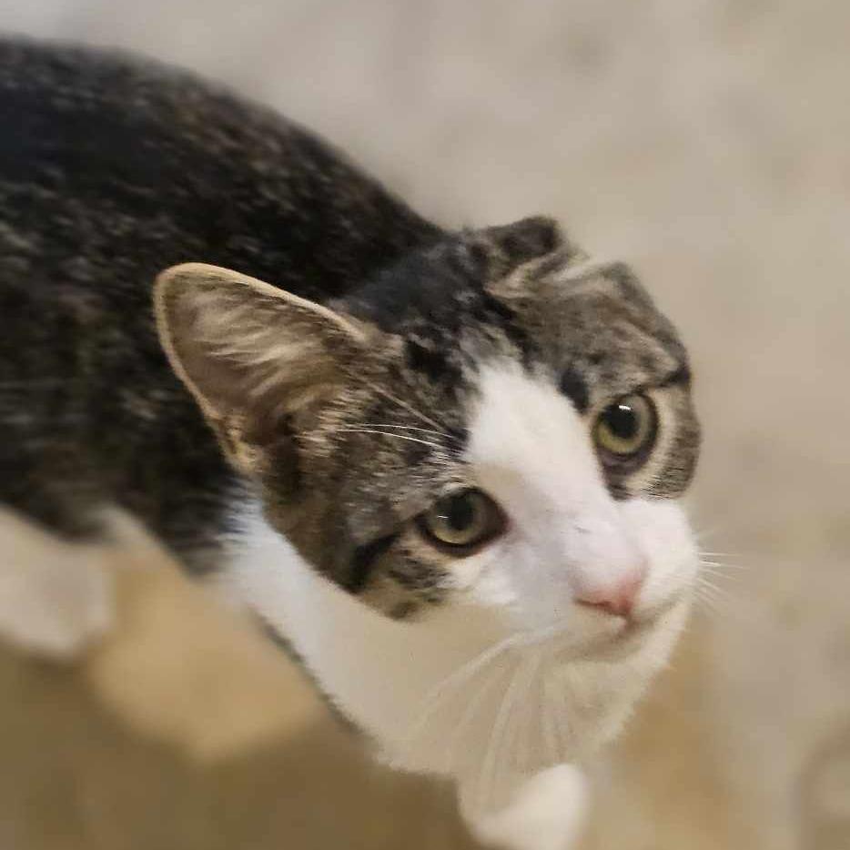 George 2, a Adoptable Domestic Short Hair in Winchester, VA image 3/6