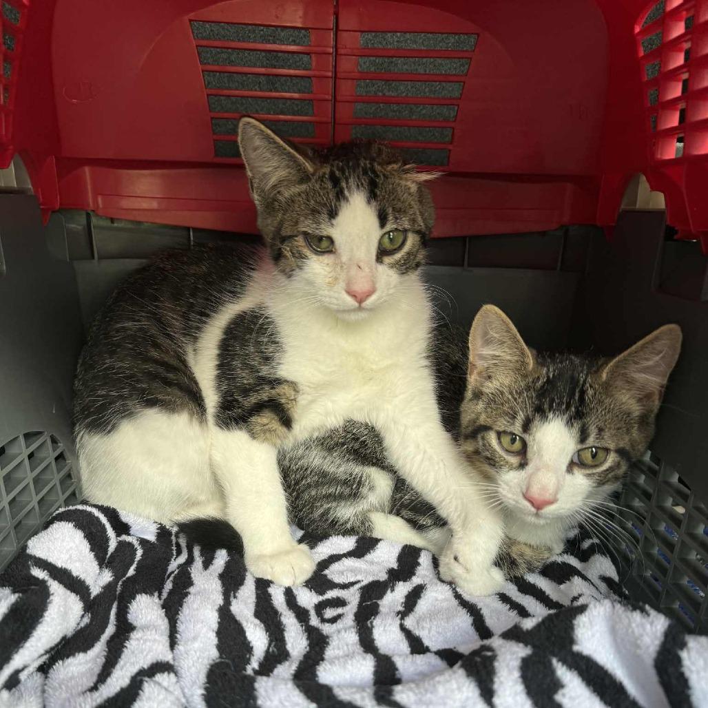 Enlarge George 2, a Adoptable Domestic Short Hair in Winchester, VA image 3/6