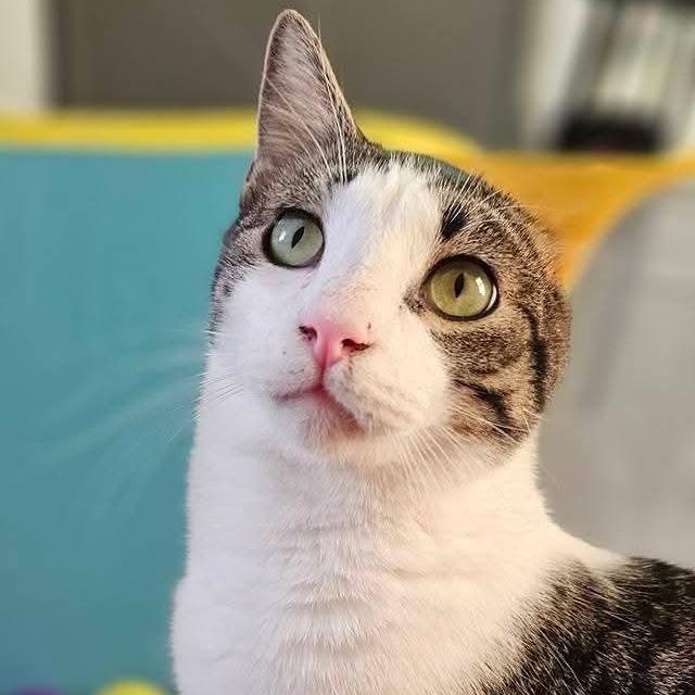 Enlarge George 2, a Adoptable Domestic Short Hair in Winchester, VA image 4/6