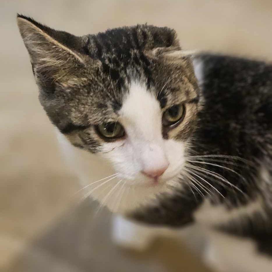 George 2, a Adoptable Domestic Short Hair in Winchester, VA image 6/6