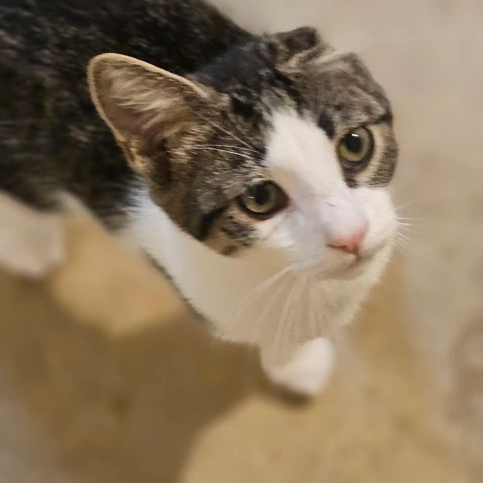 Enlarge George 2, a Adoptable Domestic Short Hair in Winchester, VA image 5/6