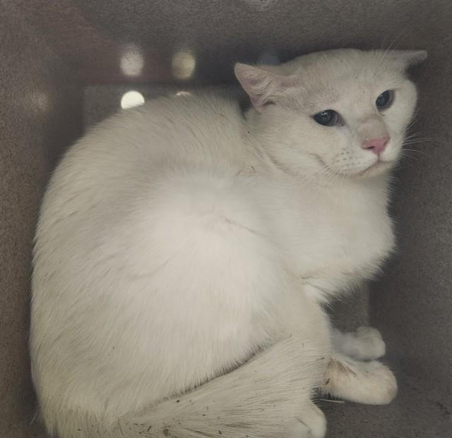 RUGER IN THE BARN, Adoptable, Adult Male Domestic Short Hair.