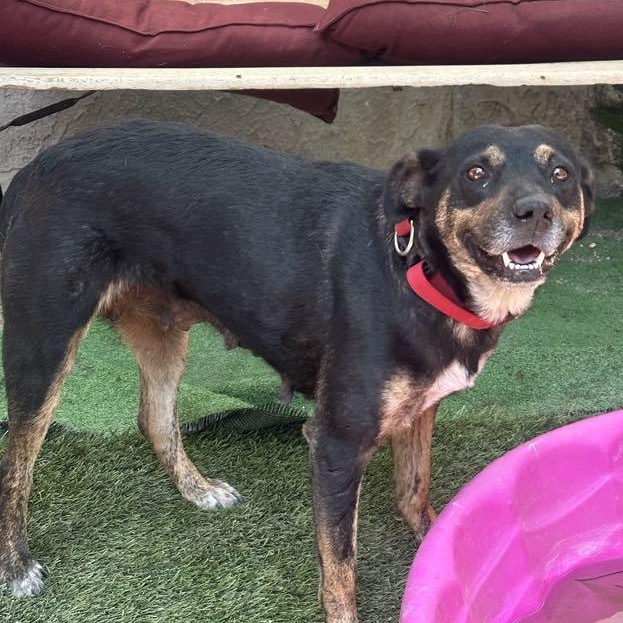 Enlarge Tatum, a Adoptable mixed breed in San Diego, CA image 2/5