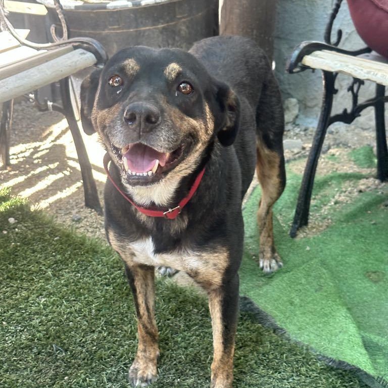 Enlarge Tatum, a Adoptable mixed breed in San Diego, CA image 3/5