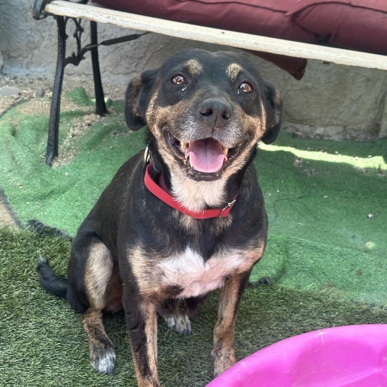 Enlarge Tatum, a Adoptable mixed breed in San Diego, CA image 5/5