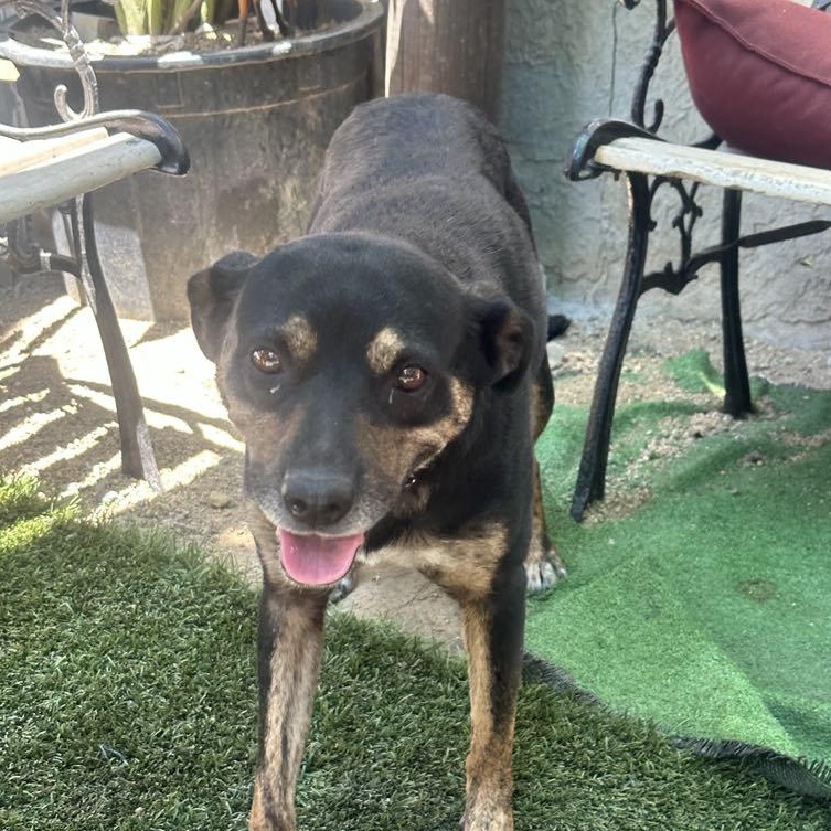 Enlarge Tatum, a Adoptable mixed breed in San Diego, CA image 4/5