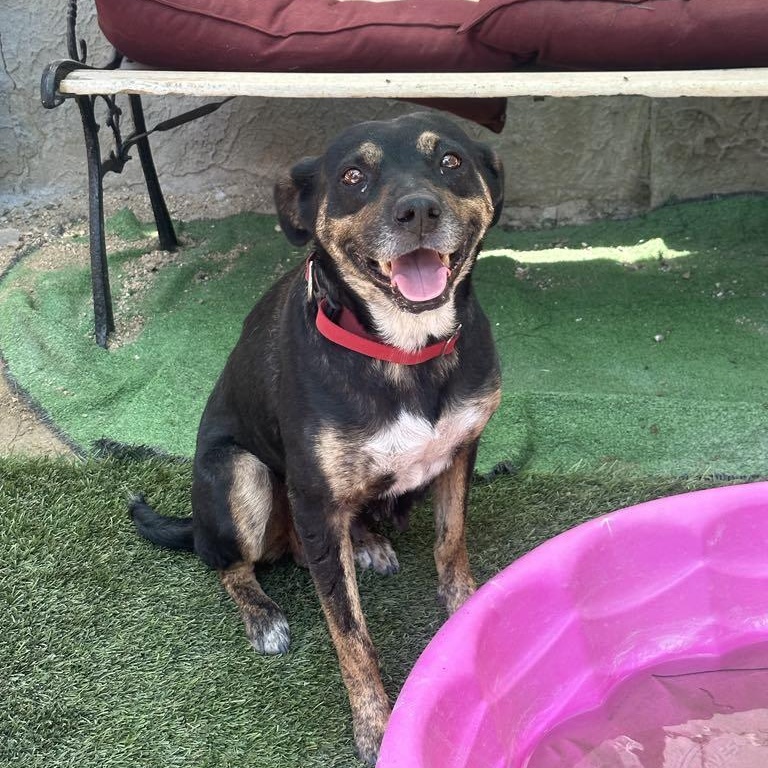 Enlarge Tatum, a Adoptable mixed breed in San Diego, CA image 1/5