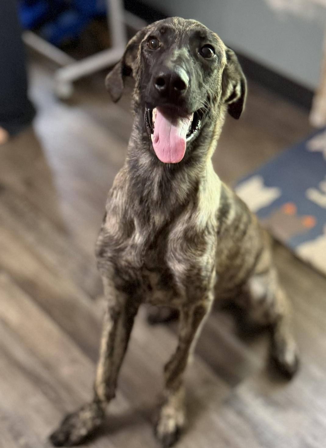 Enlarge Duke DoorDash - Local Pup, a Adopted mixed breed in Andover, MA image 2/6