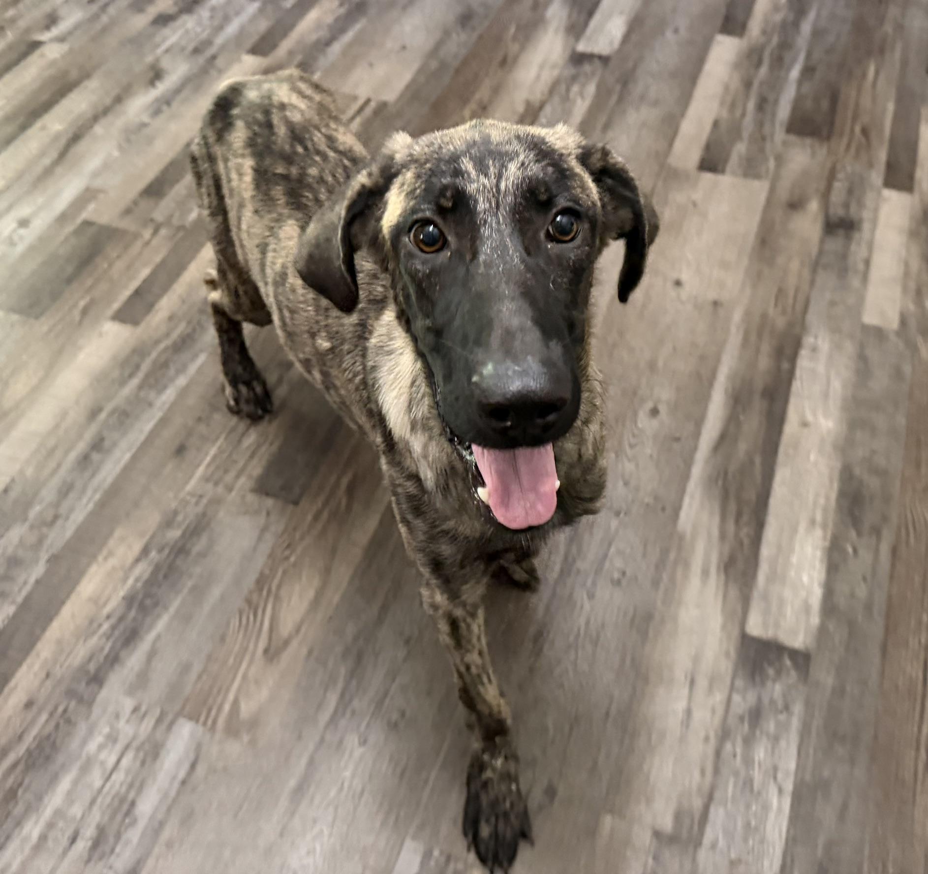 Enlarge Duke DoorDash - Local Pup, a Adopted mixed breed in Andover, MA image 6/6