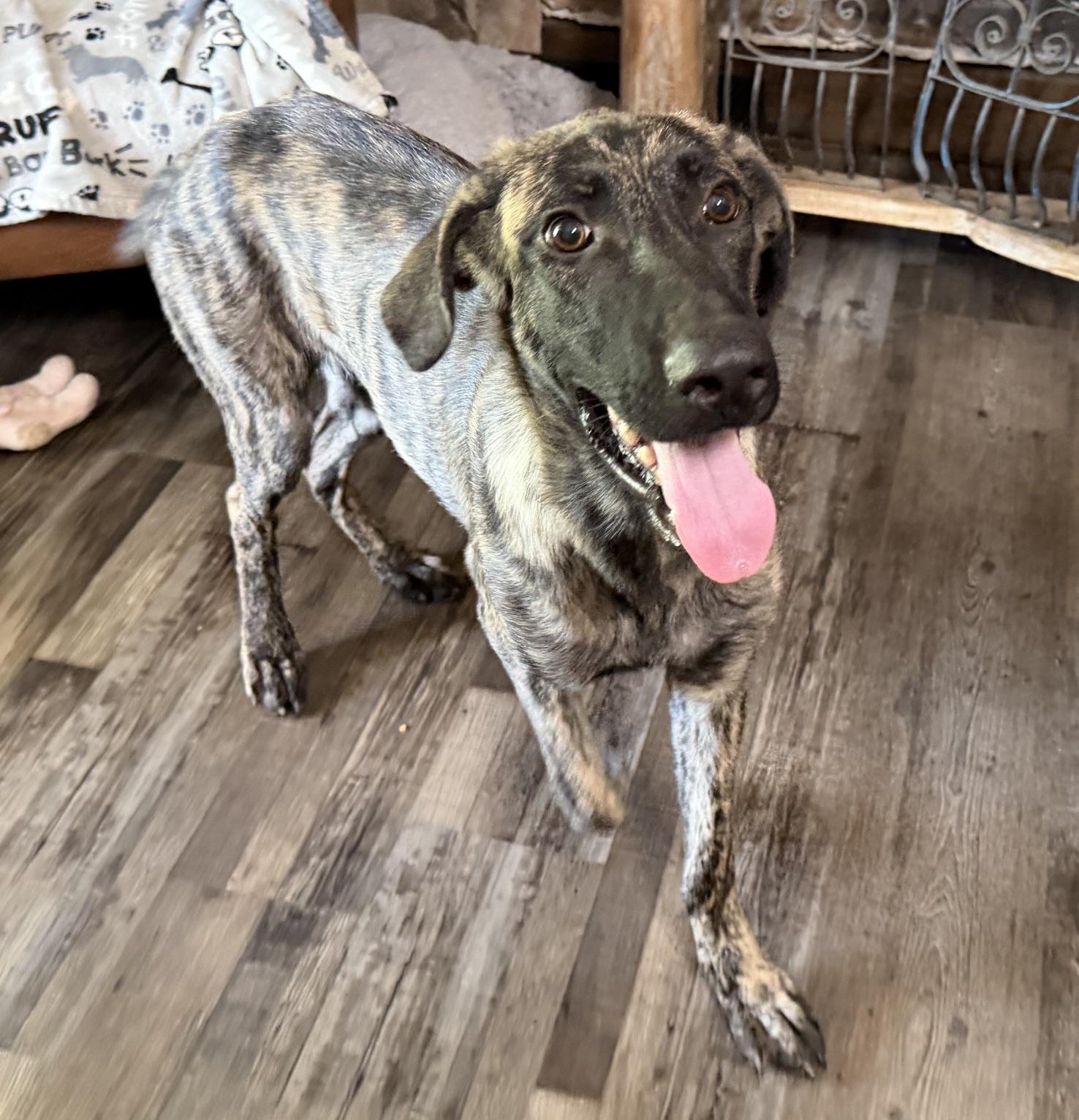 Enlarge Duke DoorDash - Local Pup, a Adopted mixed breed in Andover, MA image 3/6