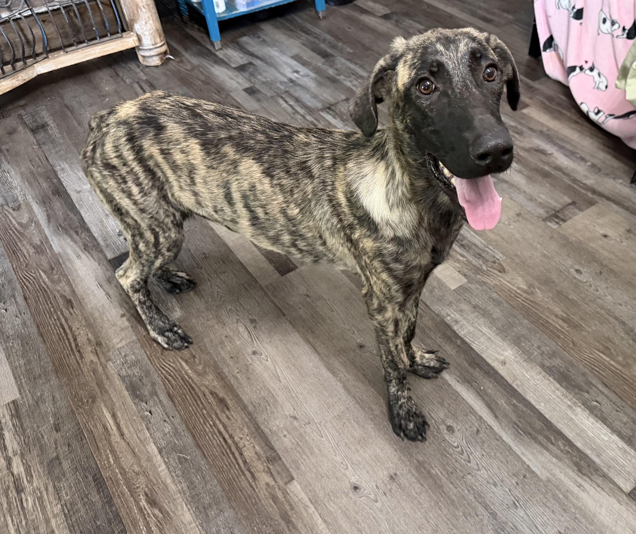 Enlarge Duke DoorDash - Local Pup, a Adopted mixed breed in Andover, MA image 4/6