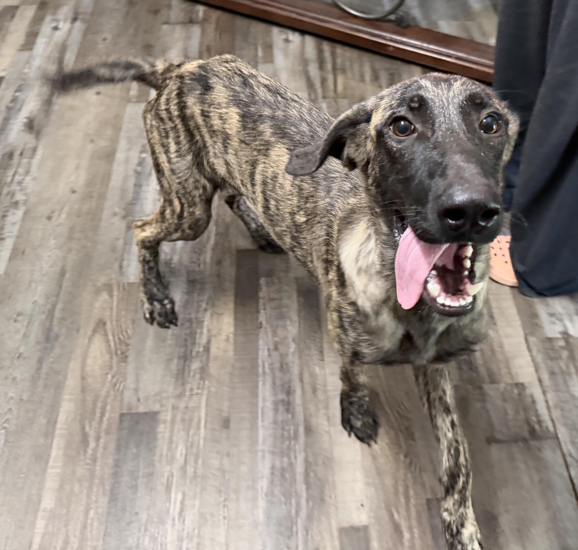 Enlarge Duke DoorDash - Local Pup, a Adopted mixed breed in Andover, MA image 5/6