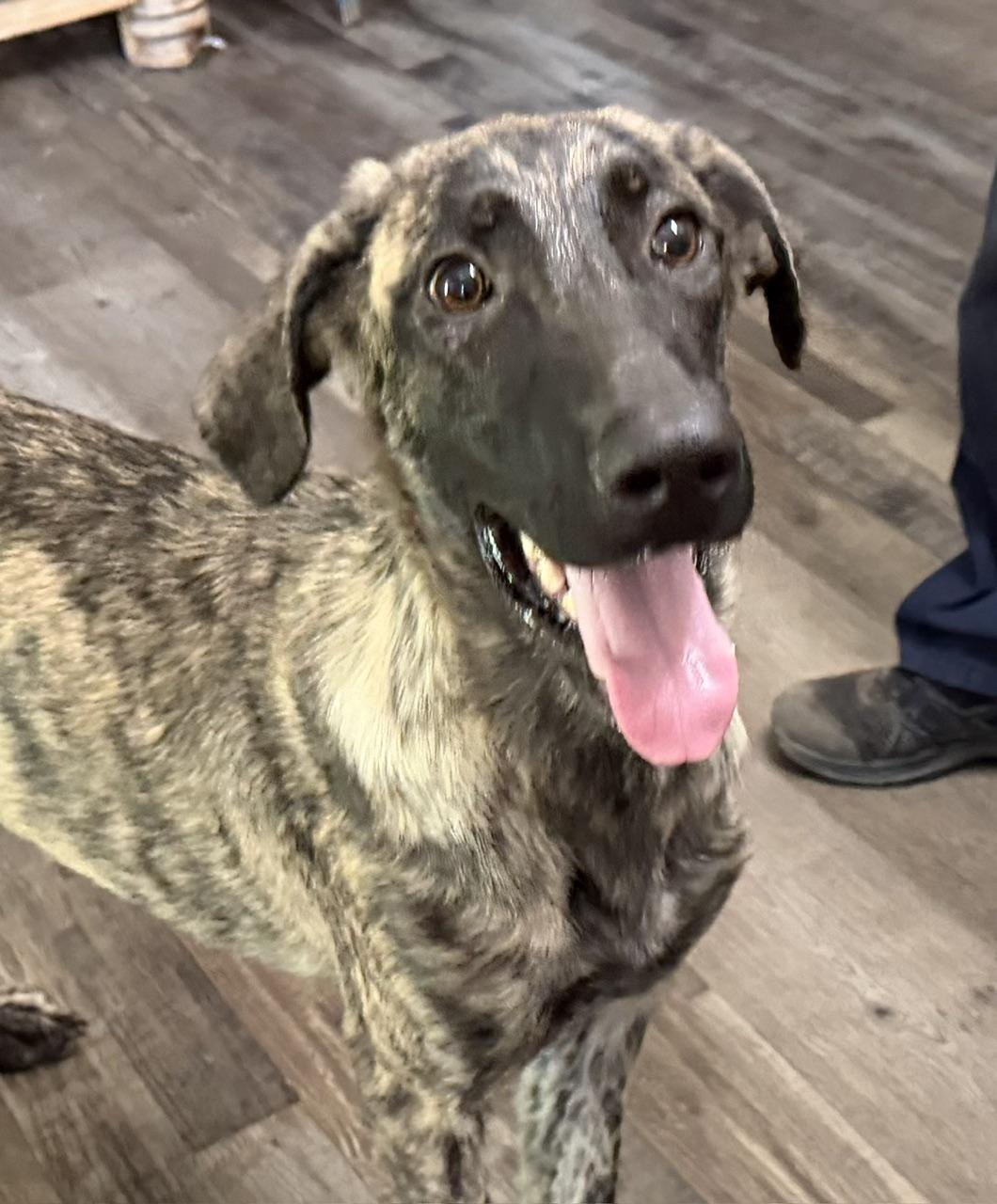 Duke DoorDash - Local Pup, Adopted, Puppy Male German Shepherd Dog.