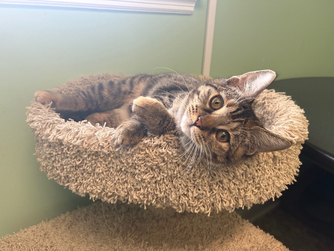 Waffle Fry, Adopted, Kitten Female Domestic Short Hair.