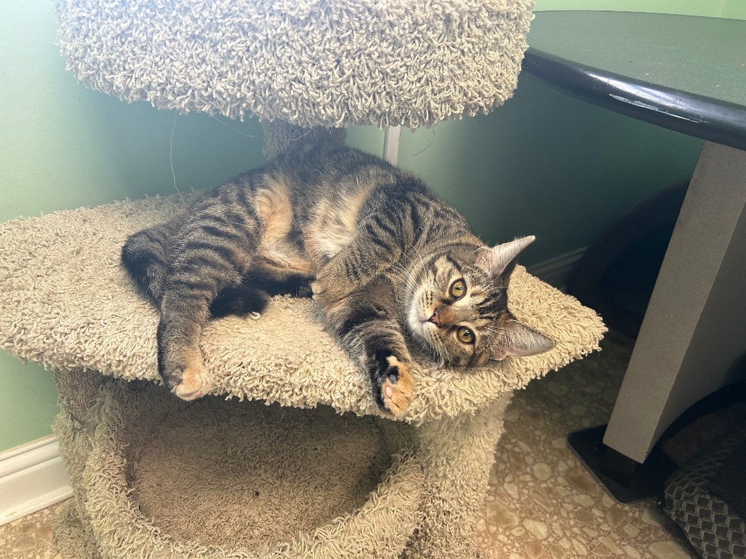 Enlarge Waffle Fry, a Adopted Domestic Short Hair in Maineville, OH image 2/5