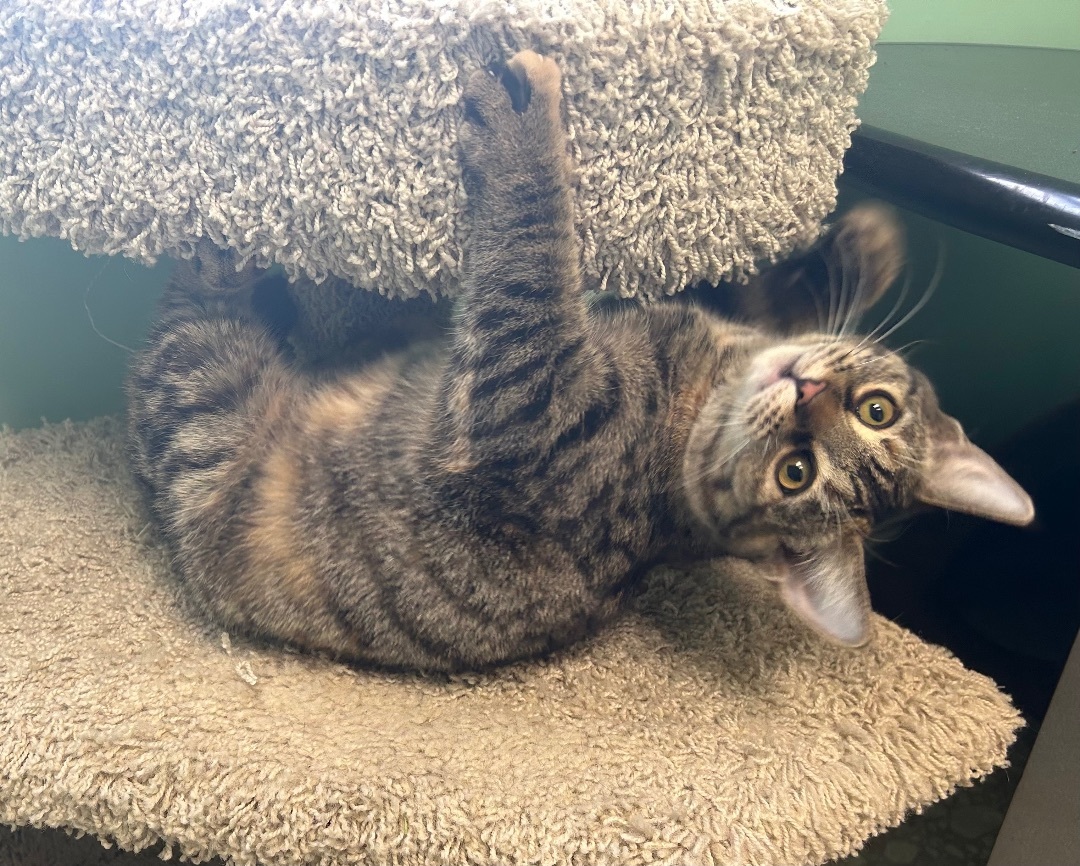 Enlarge Waffle Fry, a Adopted Domestic Short Hair in Maineville, OH image 3/5