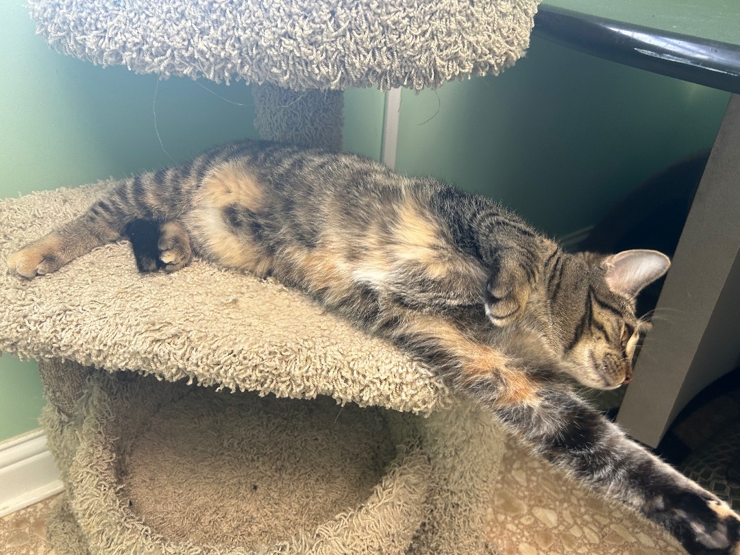 Enlarge Waffle Fry, a Adopted Domestic Short Hair in Maineville, OH image 4/5