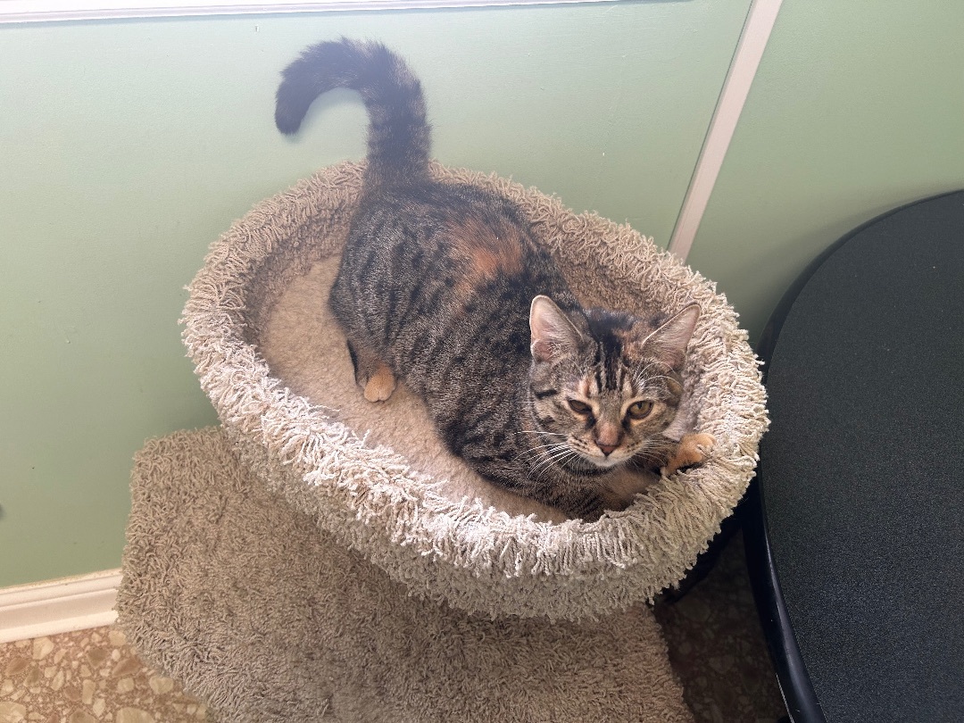 Enlarge Waffle Fry, a Adopted Domestic Short Hair in Maineville, OH image 5/5