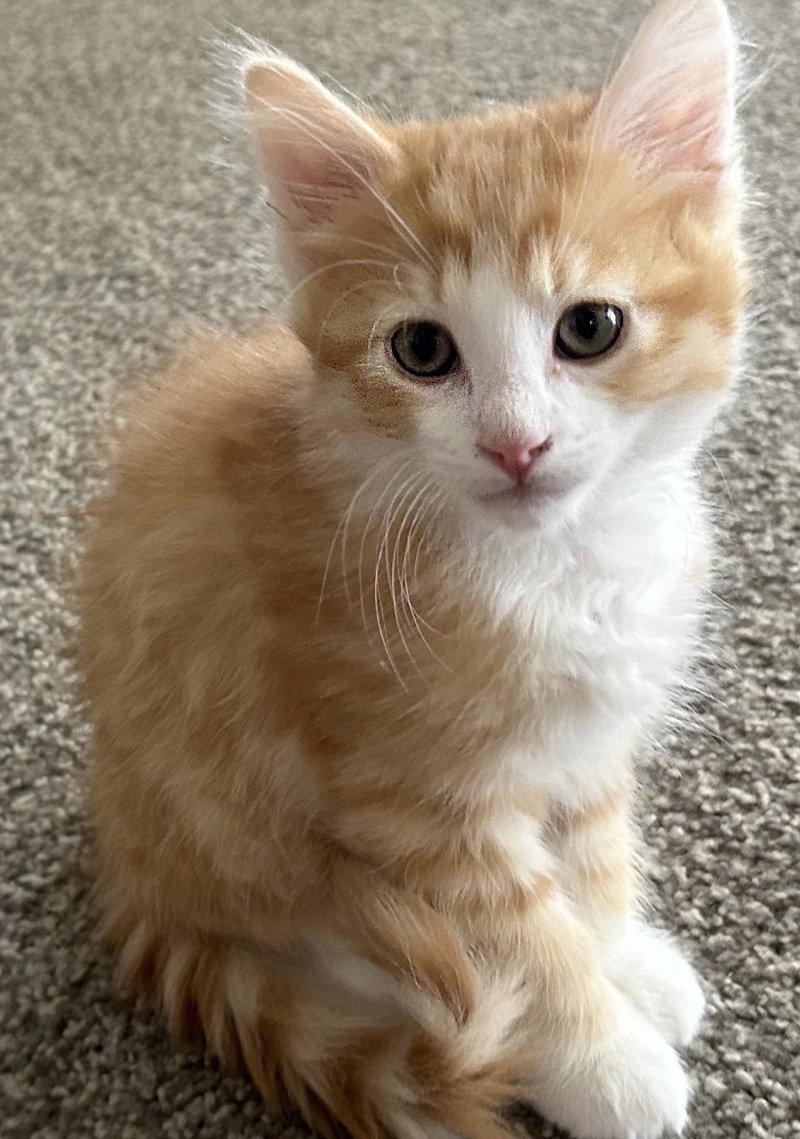 Enlarge Firefly, a Adopted Domestic Short Hair in Ventura, CA image 1/1