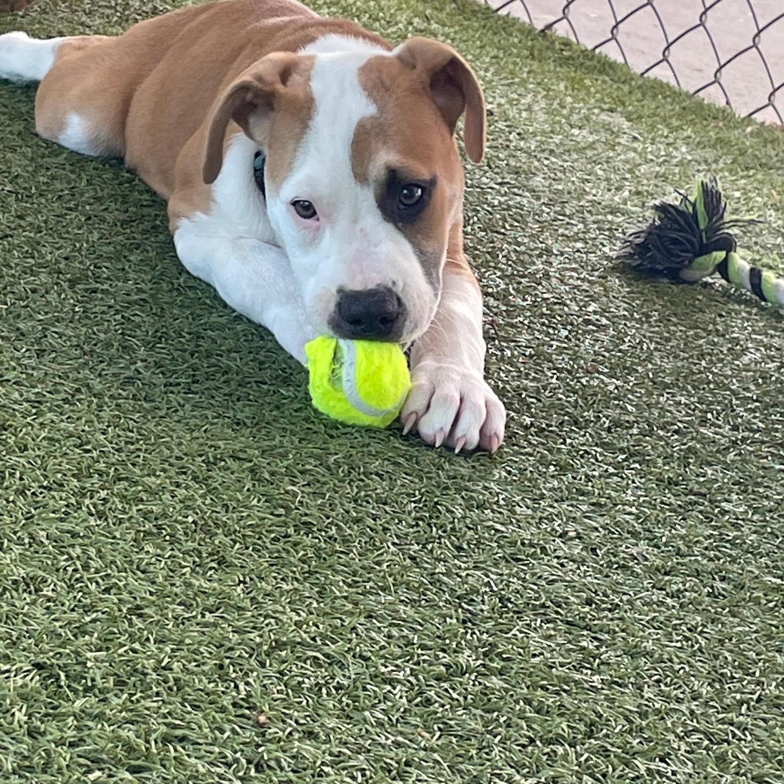 Blaze, ADOPTABLE, Puppy Male Pit Bull Terrier.