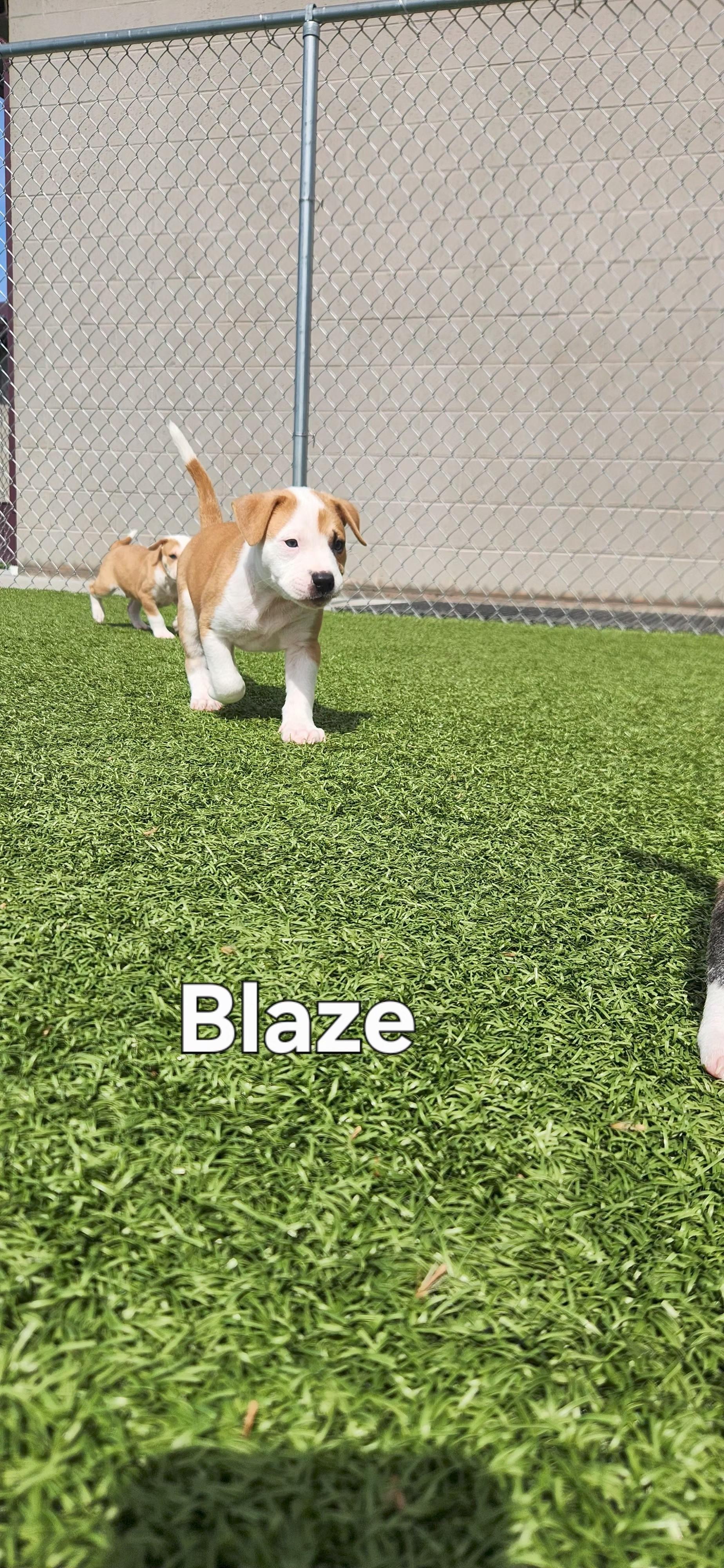 Enlarge Blaze, a ADOPTABLE Pit Bull Terrier in Boonville, MO image 2/3