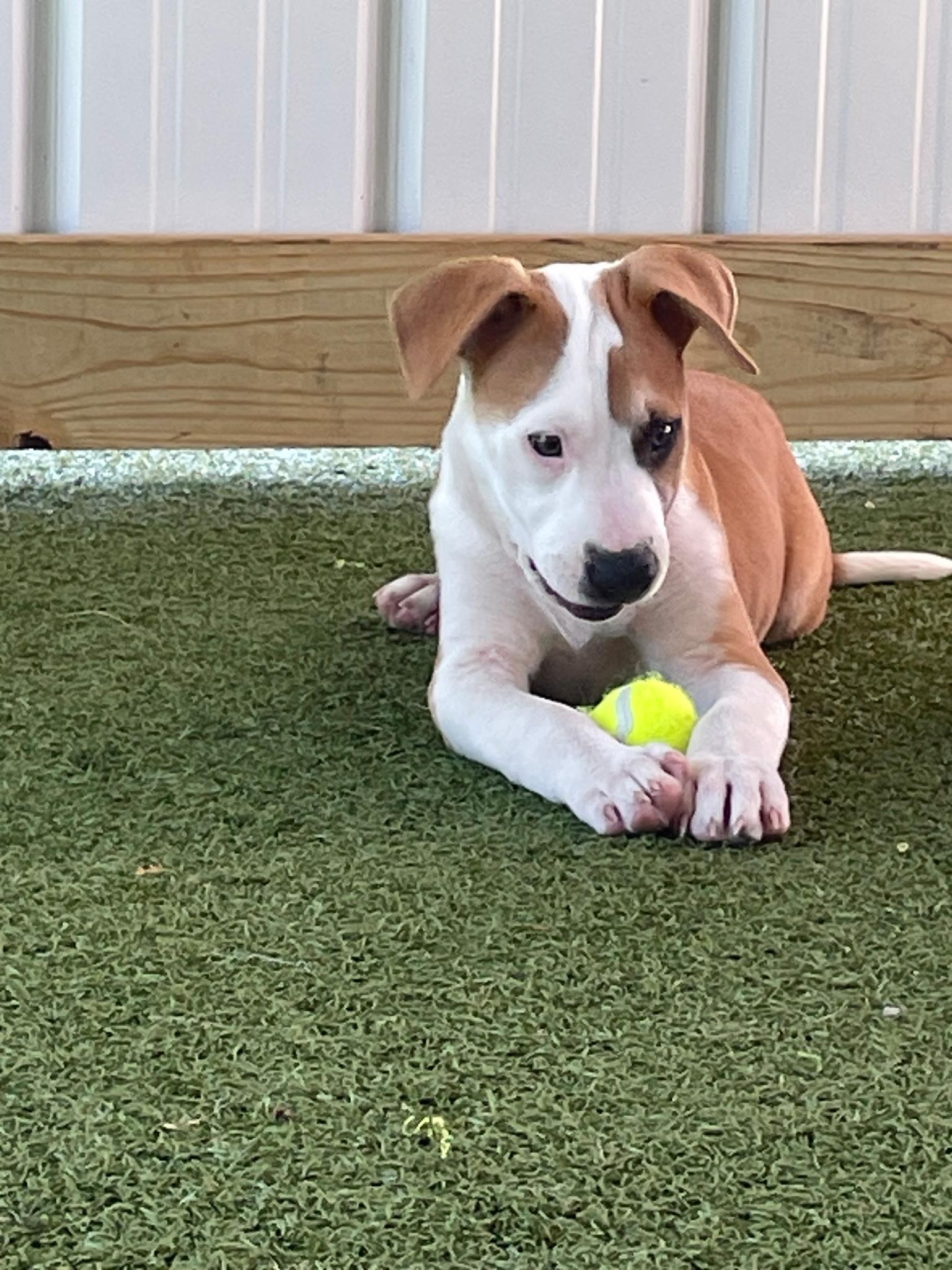 Enlarge Blaze, a ADOPTABLE Pit Bull Terrier in Boonville, MO image 3/3