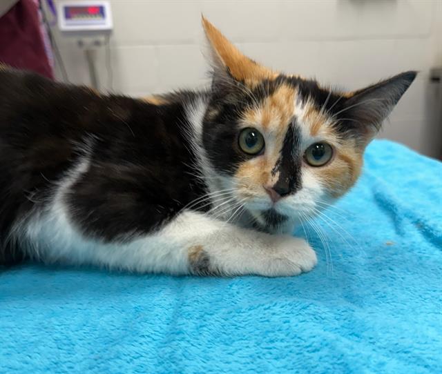 CRYSTAL LIGHT, Adoptable, Young Female Domestic Short Hair.