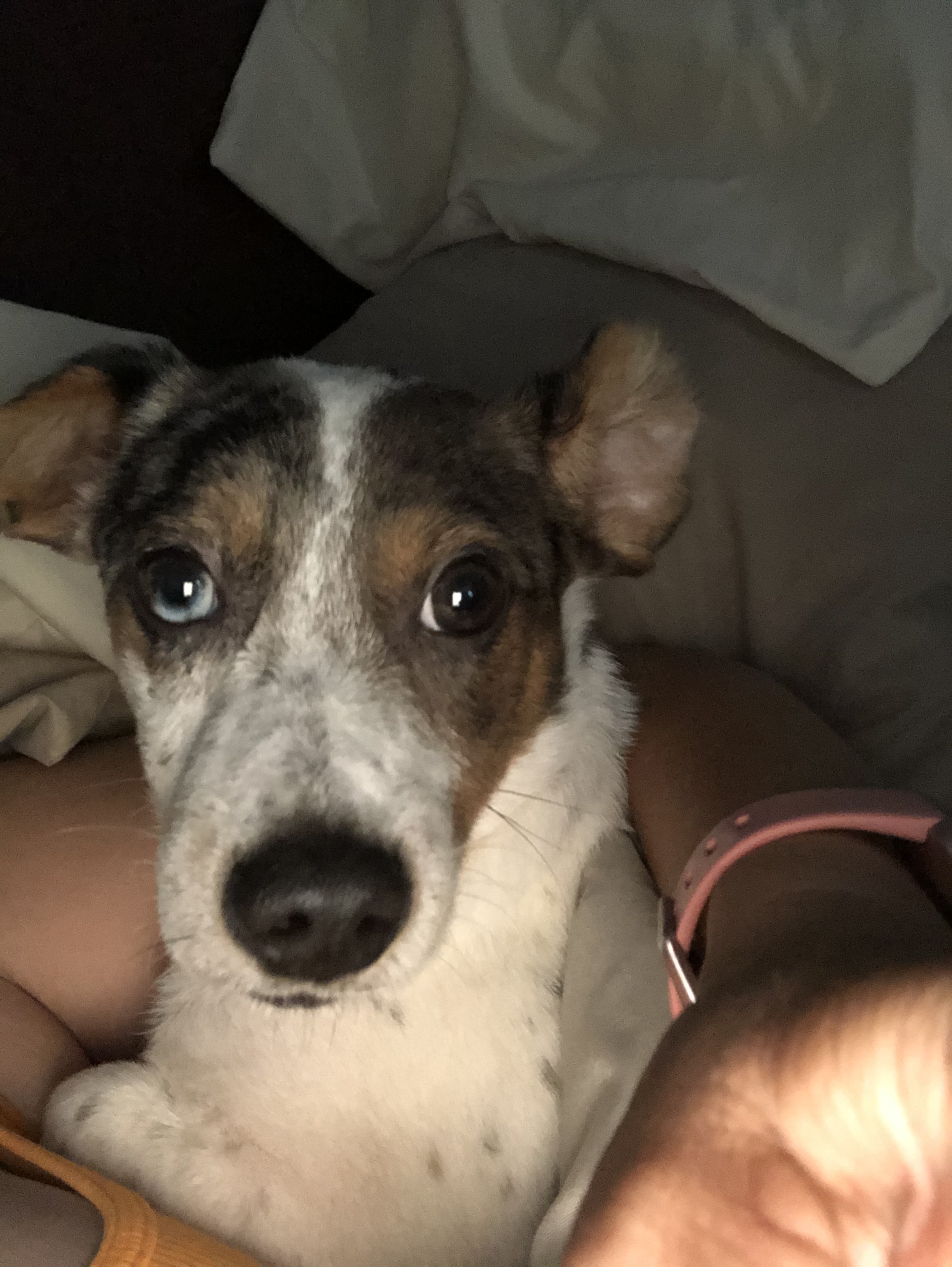 Gator, a Adoptable mixed breed in Eagleville, TN image 2/6