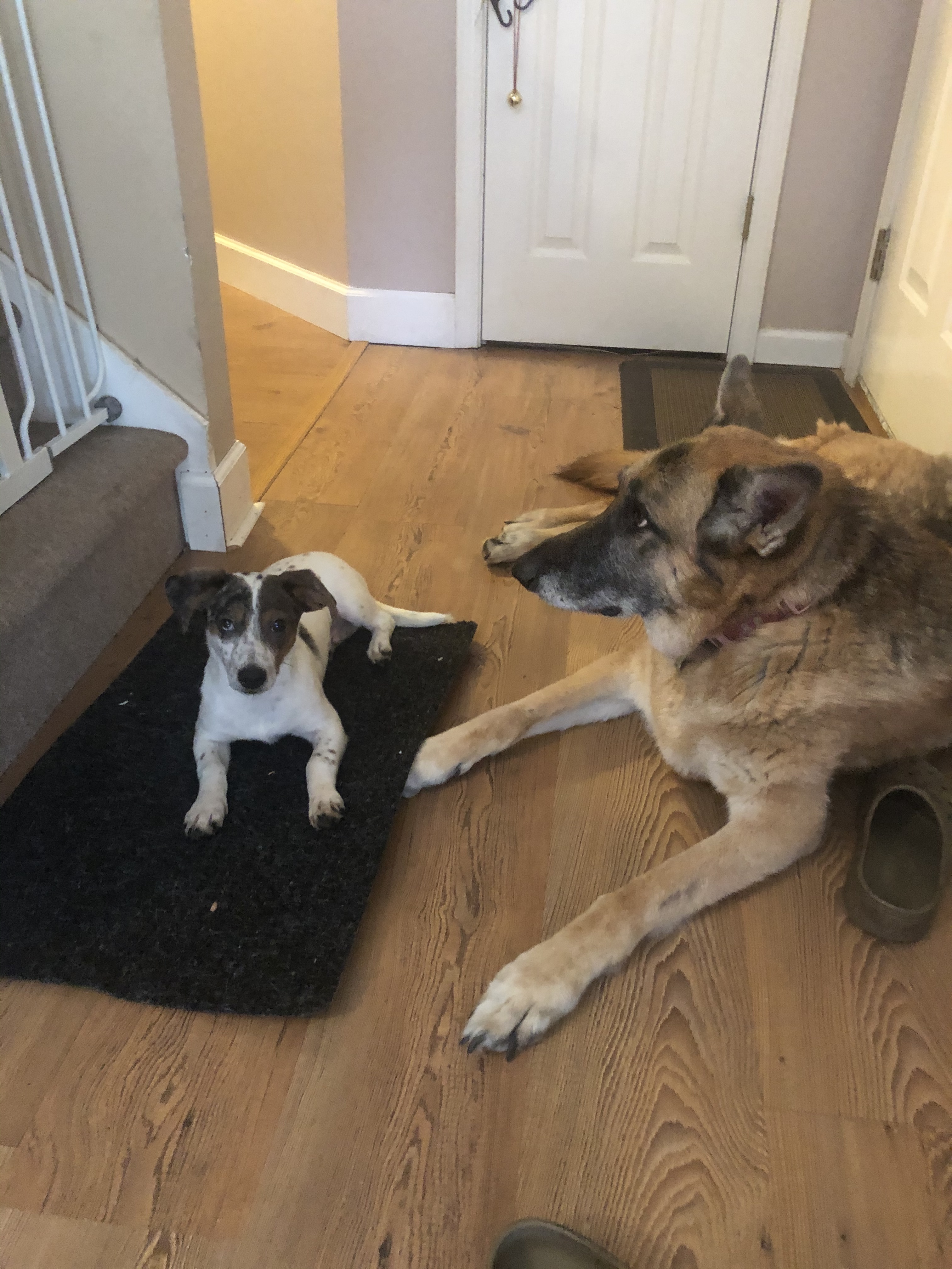 Gator, a Adoptable mixed breed in Eagleville, TN image 3/6