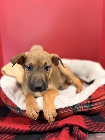Romeo, Adoptable, Puppy Male Mixed Breed & Mixed Breed.