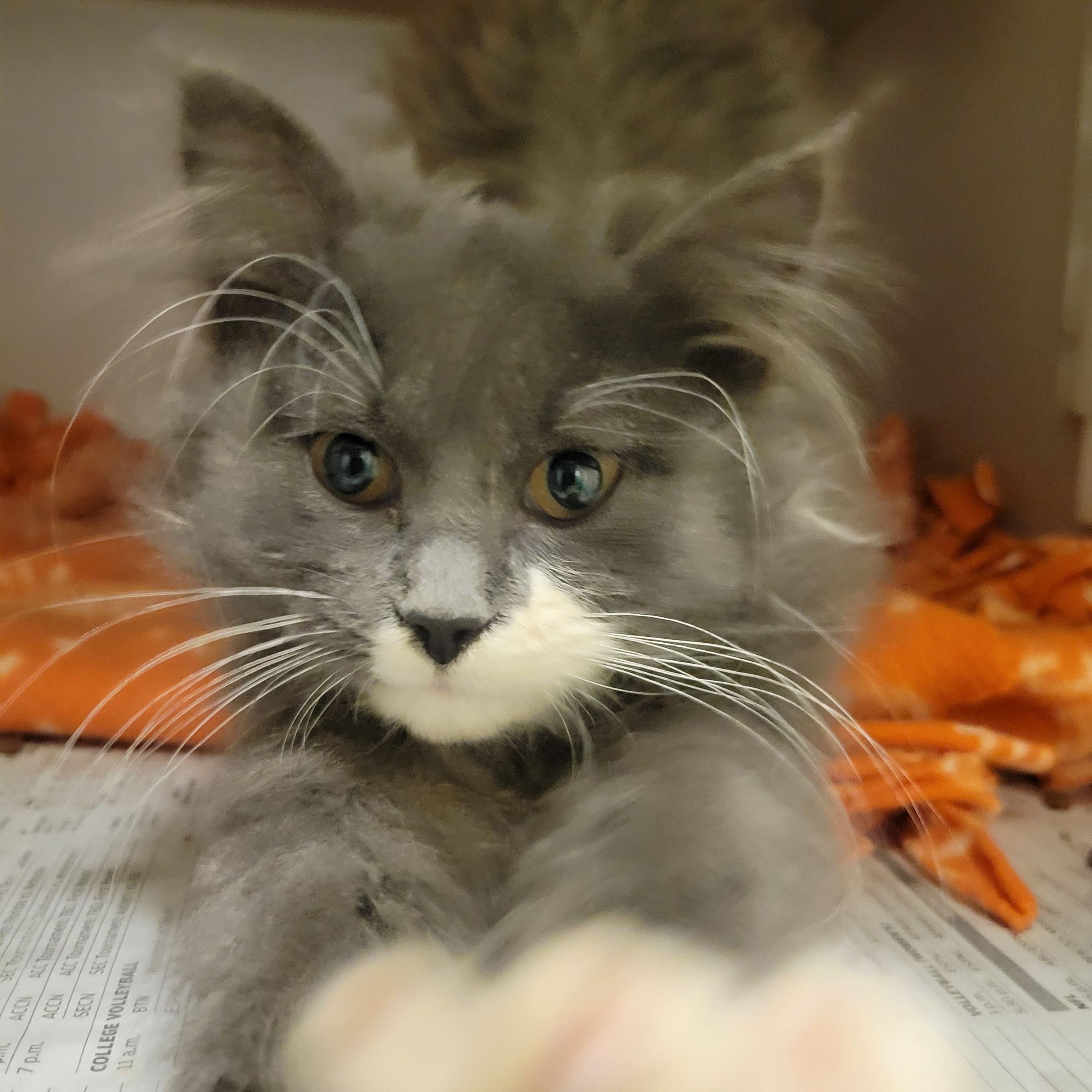 Sweet Pea, adopted, Kitten Female Domestic Long Hair.