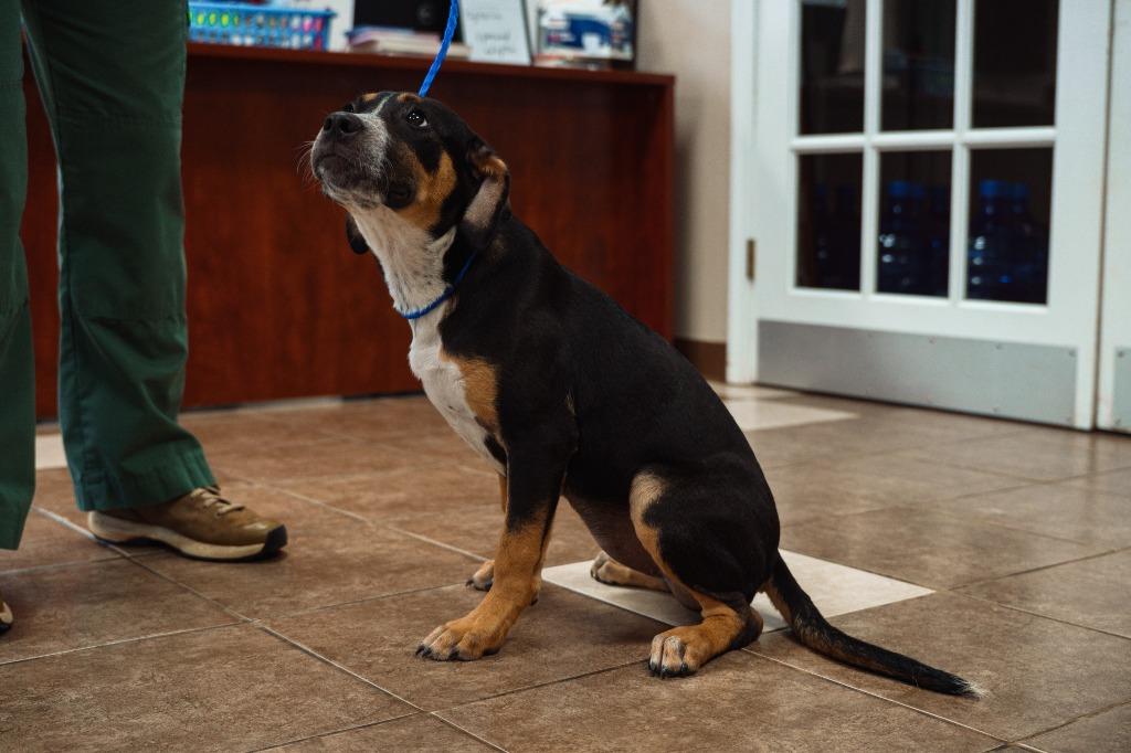 Jaylina, a Adoptable mixed breed in Mocksville, NC image 1/5