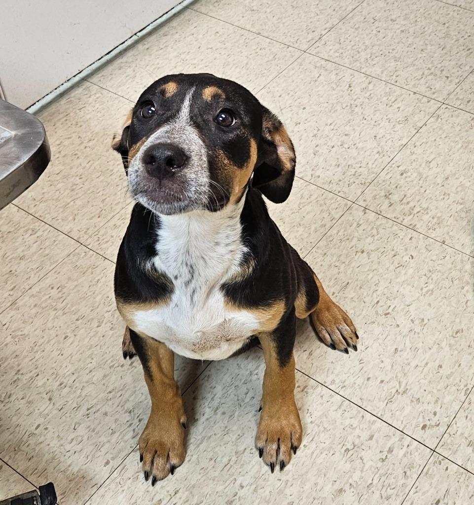 Jaylina, a Adoptable mixed breed in Mocksville, NC image 2/5
