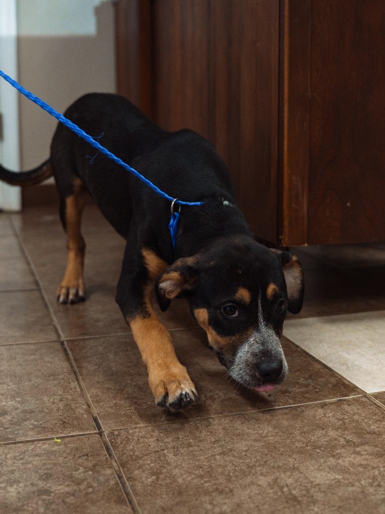 Jaylina, a Adoptable mixed breed in Mocksville, NC image 3/5