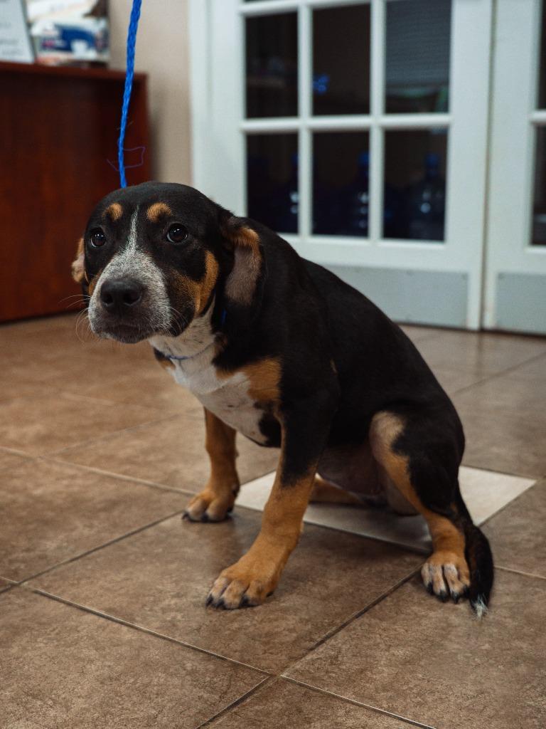 Jaylina, a Adoptable mixed breed in Mocksville, NC image 4/5