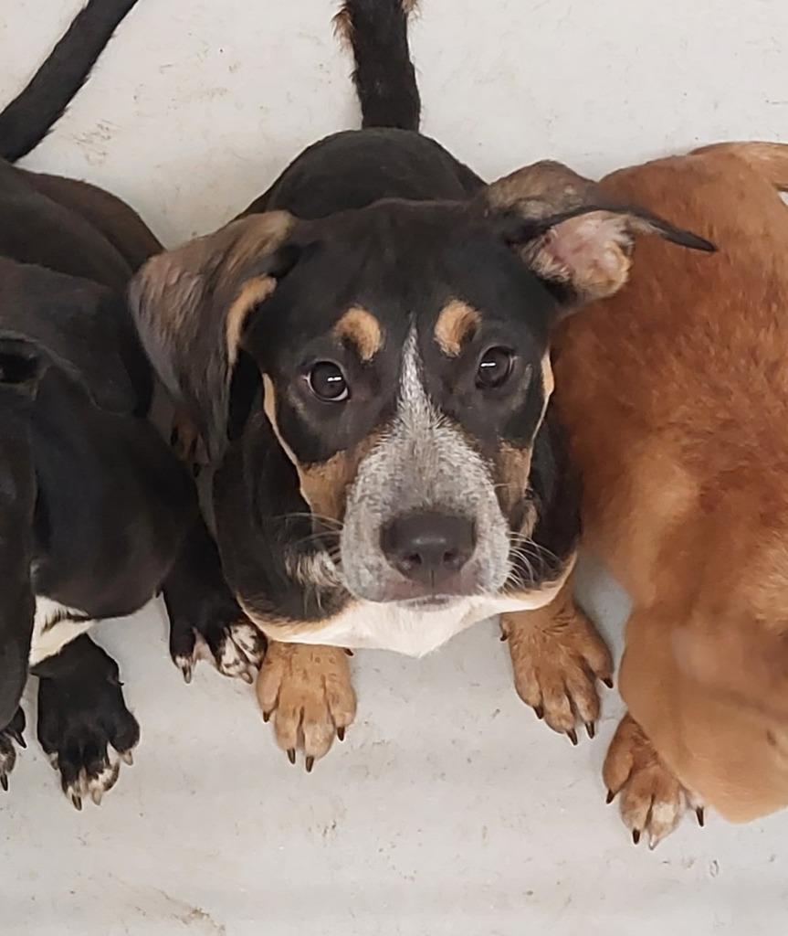 Jaylina, a Adoptable mixed breed in Mocksville, NC image 5/5