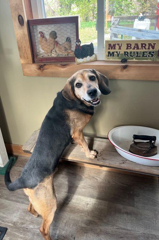 Otis, Adoptable, Adult Male Beagle.