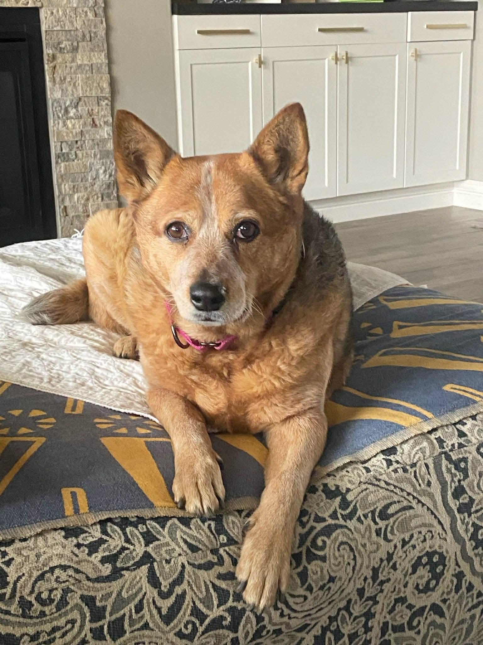 Enlarge Rosa, a Adoptable Australian Cattle Dog / Blue Heeler in Oklahoma City, OK image 1/4